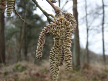 Männliche Kätzchenblüte im März bei der Baumhasel