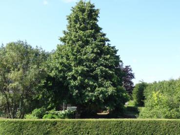 Schönes, frei gewachsenens Exemplar der Corylus colurna