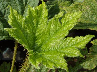 Das imposante Blatt von Oplopanax horridus