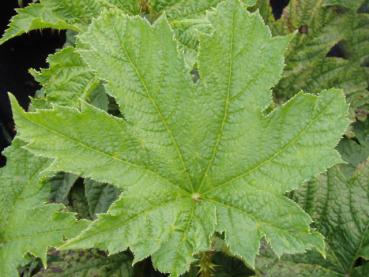 Oplopanax horridus. Schön strukturiertes Laubblatt