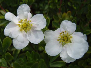 Potentilla fruticosa Snowbird - Fingerstrauch Snowbird