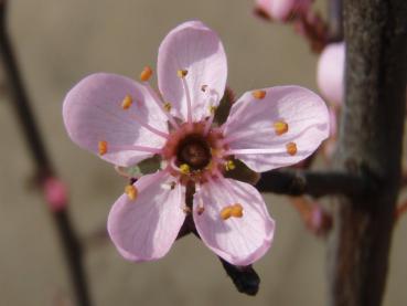 Einzelblüte der rosa blühenden Schlehe