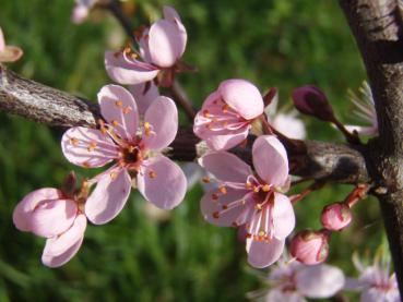 Die Blüten der rosablühenden Schlehe im April