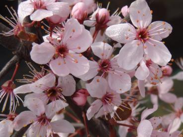 Die rosablühende Purpur-Schlehe (Prunus spinosa Rosea)