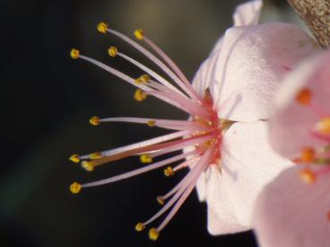 Detailaufnahme der Staubgefäße einer Blüte von Prunus spinosa Rosea (Purpur-Schlehe)