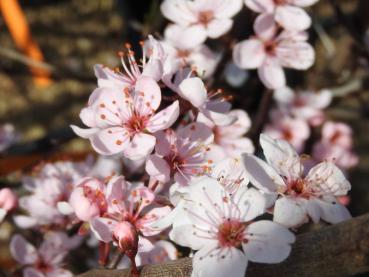 Blüten der rosablühenden Purpurschlehe (Prunus spinosa Rosea)