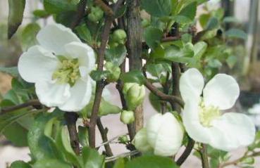 Chaenomeles Jet Trail - Zierquitte Jet Trail