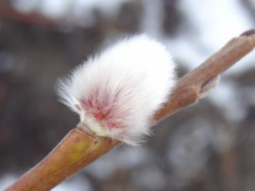 Salix burjatica - Mammut-Weide