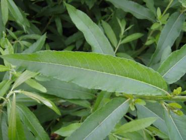 Salix burjatica, Einzelblatt im Sommer