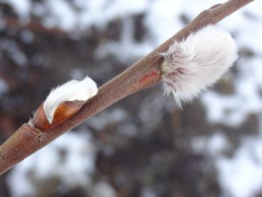 Salix burjatica blühte 2013 schon Ende Januar/Anfang Februar