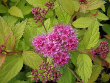 Sommerspierstrauch Magic Carpet - Spiraea japonica Magic Carpet