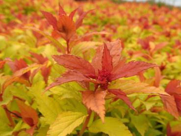 Blütenknospe der Spiraea japonica Magic Carpet