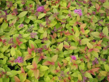 Spiraea japonica Maigc Carpet in einer flächigen Anpflanzung eingesetzt