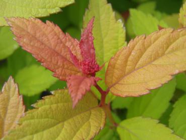 Spiraea japonica Maigc Carpet: Frischer Blattaustrieb