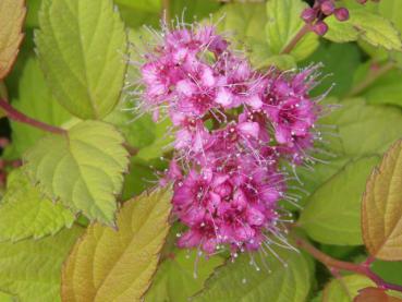 Blüte bei Spiraea japonica Magic Carpet