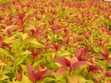 Spiraea japonica Magic Carpet treibt leuchtend rot aus.