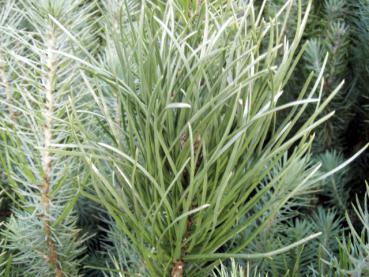 Pinus pinea - Pinie, Mittelmeer-Kiefer