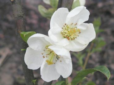 Rosenkvitten Nivalis - Chaenomeles Nivalis