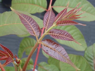 Toona sinensis - Chinesischer Surenbaum, Gemüsebaum