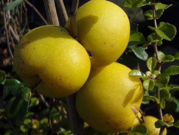 Fruchtschmuck von Chaenomles japonica Sargentii