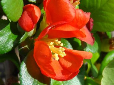 geöffnete Blüte der Chaenomeles sargentii