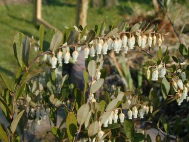 Chamaedaphne calyculata Nana - Torfgränke