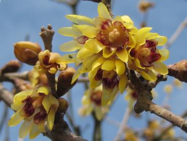 Chimonanthus praecox - Winterblüte