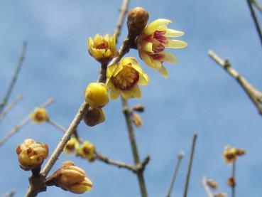 Gel-rote Blüten von Chimonanthus praecox