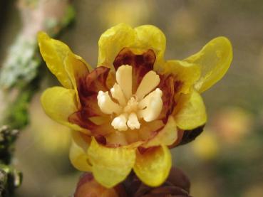 Winterblüte, Chimonanthus praecox - Blüte
