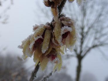 Chimonanthus praecox