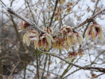 Chimonanthus praecox