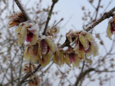 Chimonanthus praecox