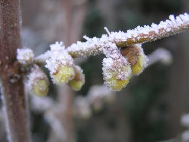 Die Winterblüte blüht im späten Winter