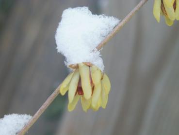 Die Winterblüte - ein klassischer Frühblüher