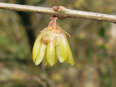 Einzelne Blüte der Winterblüte