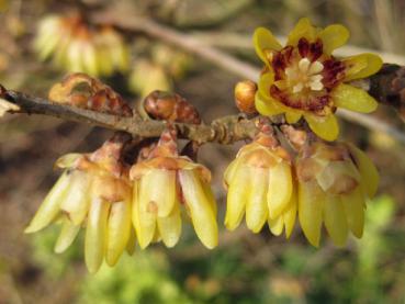 Die Winterblüte - angenehm duftender Frühblüher