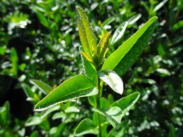 Ligustrum vulgare Liga - Wintergrüner Liguster Liga