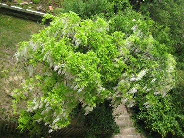 Blauregen, weißblühend - Wisteria sinensis Alba