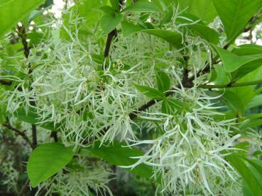 Chionanthus virginicus - Schneeflockenstrauch