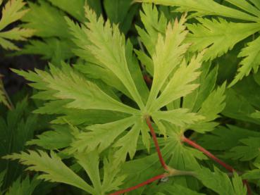 Acer japonicum Aconitifolium - Japanischer Feuerahorn