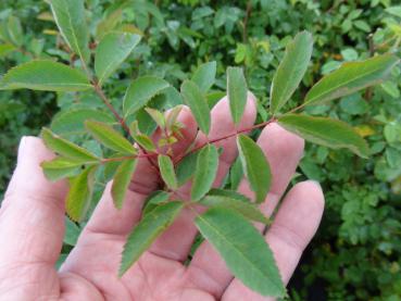 7-zählige Blätter der Rosa pisocarpa