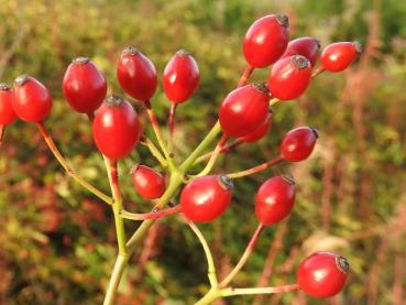 Kleine rote Hagebutten der Traubenrose