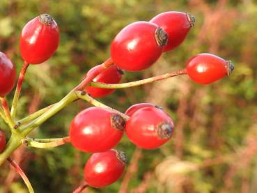 Hübsche glänzende Hagebutten - die Wildrose Rosa pisocarpa