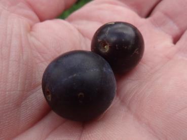 Haferschlehe - Prunus domestica insititia