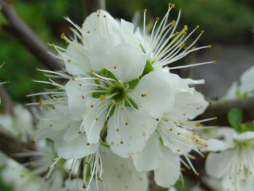 Eine Nahaufnahme einer weißen Blüte von Prunus domestica insititia