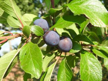 Prunus domestica insititia