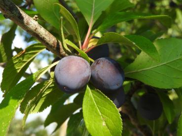 Prunus domestica insititia