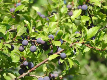 Prunus domestica insititia