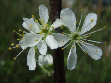 Weiße Blütenpracht der Hafenschlehe