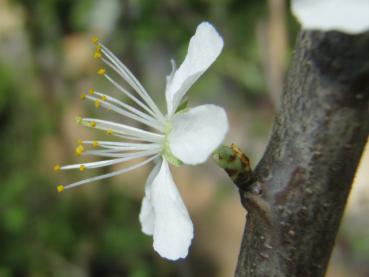 Einzelne weiße Blüte der Haferschlehe